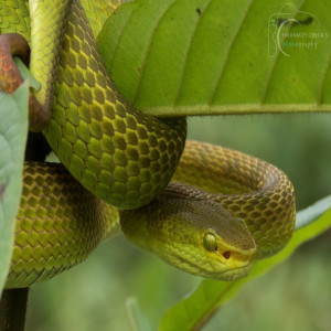 Trimeresurus erythrurus